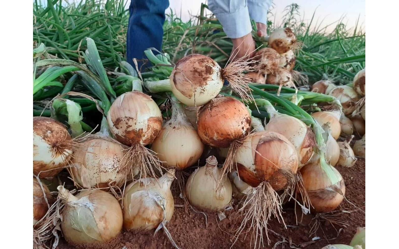 CORTE DE CEBOLA PAGA NA HORA