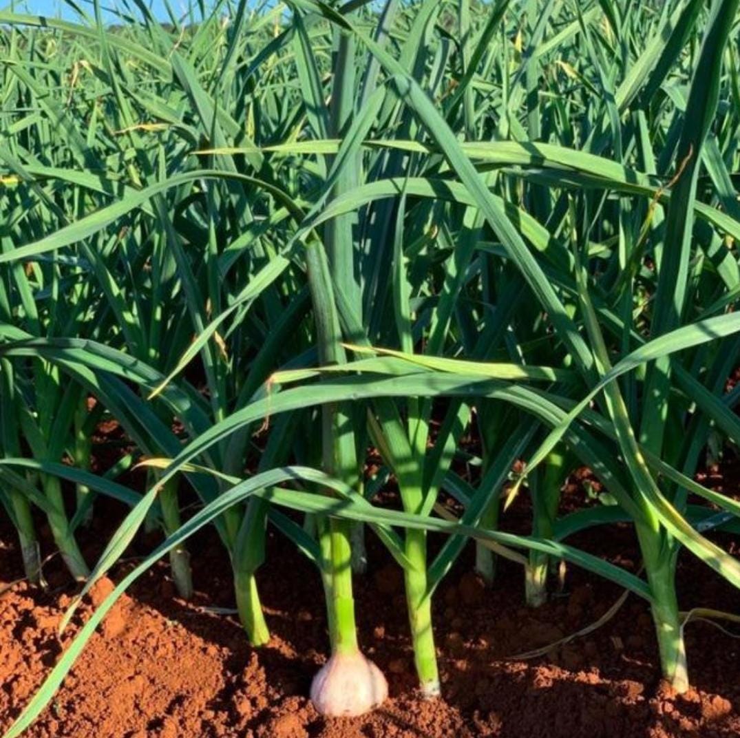 UNIÃO RURAL SG