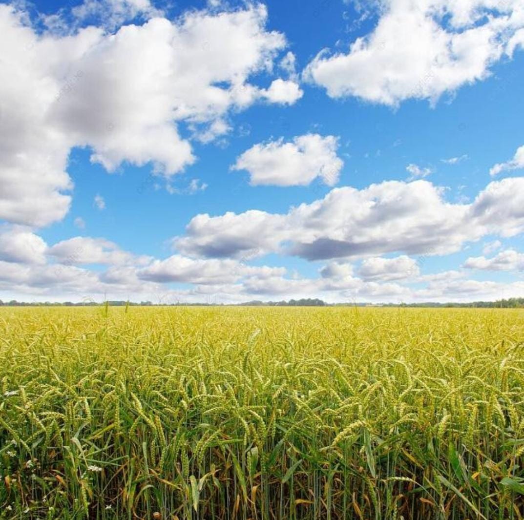 VAGAS DE SERVIÇO RURAL