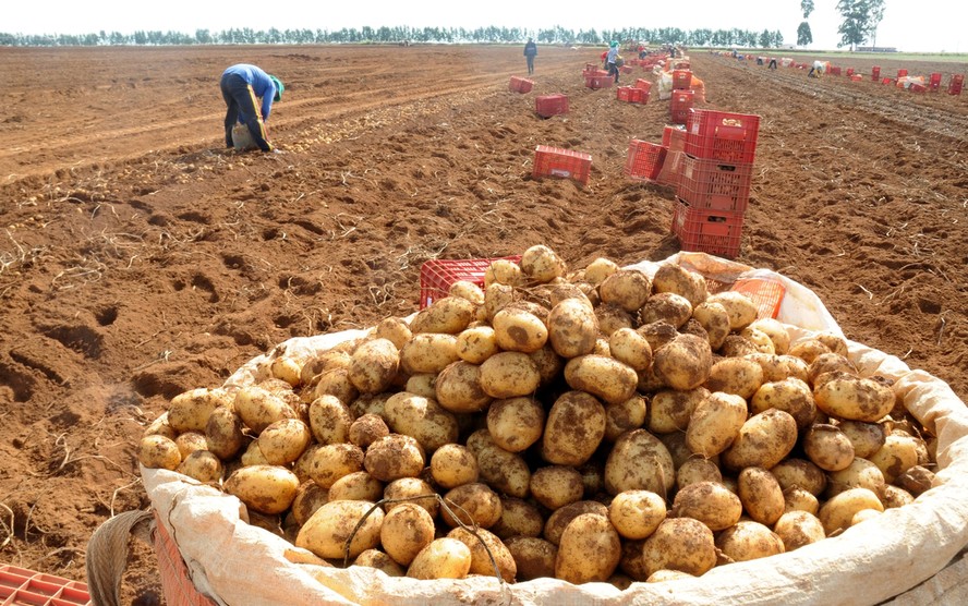 BATATA 🍠 PAGA NA HORA